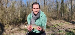 Brown Trout