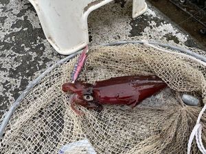 European Squid