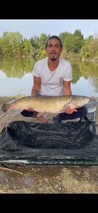 Silver Carp