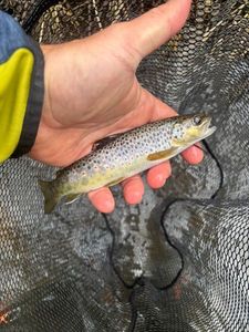 Brown Trout