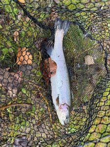 Rainbow Trout