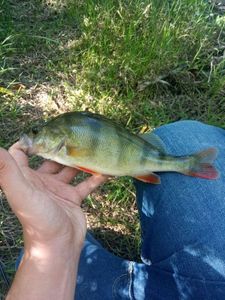 European Perch