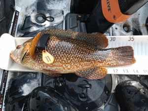 Ballan Wrasse