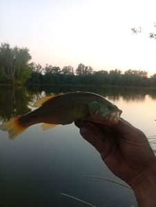 Largemouth Bass