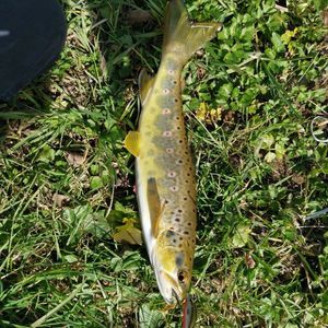 Brown Trout