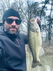Largemouth Bass