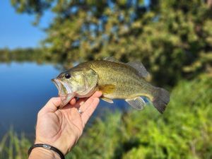 Largemouth Bass