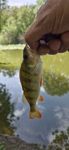 European Perch
