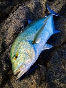 Bluefin Trevally