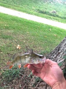 European Perch
