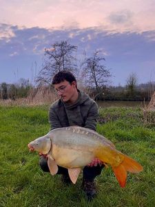 Mirror Carp