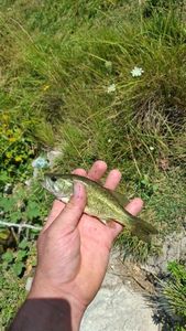Largemouth Bass