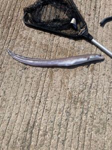 Conger