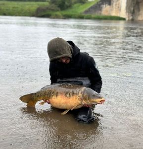 Mirror Carp