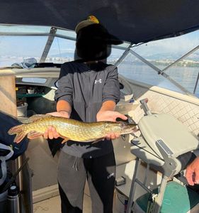 Northern Pike