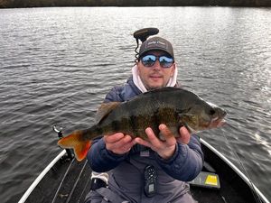 European Perch
