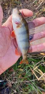 European Perch