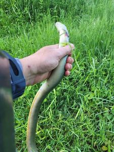 European Eel (Common Eel)