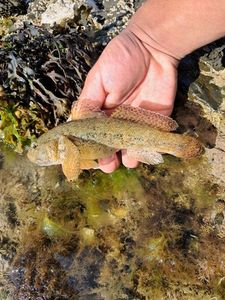 Giant Goby