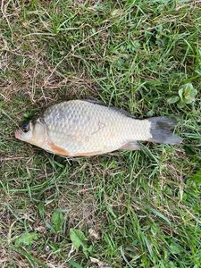 Crucian Carp