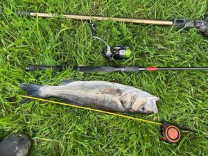 European Bass (Seabass)