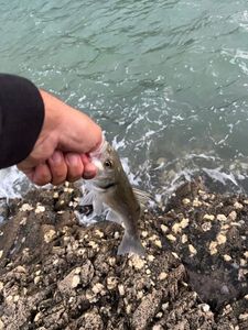 European Bass (Seabass)