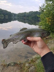 Rainbow Trout