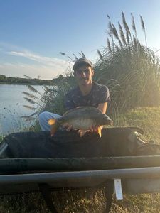Mirror Carp