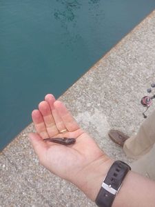 Black Goby