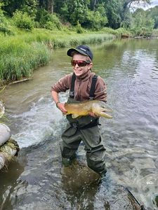 Brown Trout
