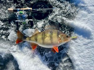 European Perch