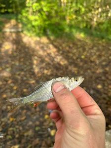 Roach