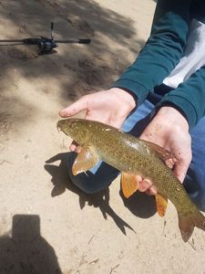 Barbel