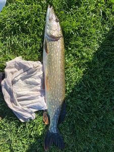 Chain Pickerel