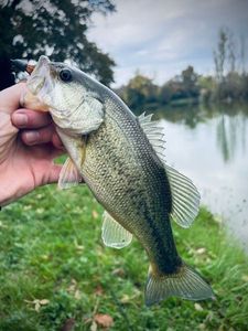 Largemouth Bass