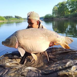 Mirror Carp