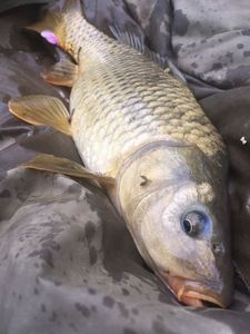 Common Carp