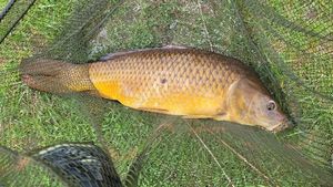 Common Carp
