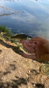 Largemouth Bass