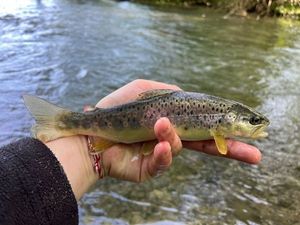 Brown Trout