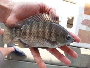 Blue Tilapia