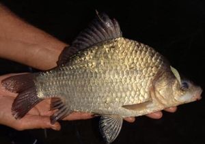 Crucian Carp