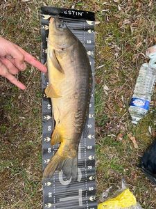 Mirror Carp