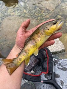 Brown Trout