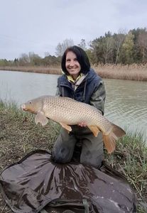 Common Carp