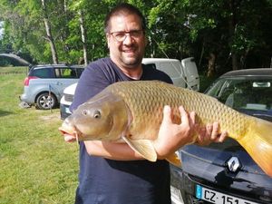 Common Carp
