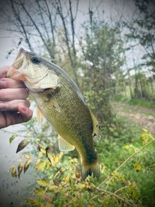 Largemouth Bass