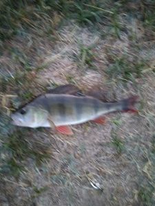 Yellow Perch