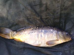 Mirror Carp
