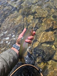 Rainbow Trout